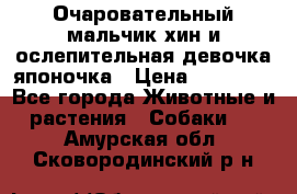 Очаровательный мальчик хин и ослепительная девочка японочка › Цена ­ 16 000 - Все города Животные и растения » Собаки   . Амурская обл.,Сковородинский р-н